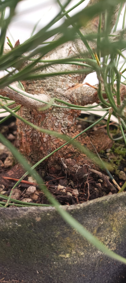 Scots Pine in 6" grow bag (PSB-24)