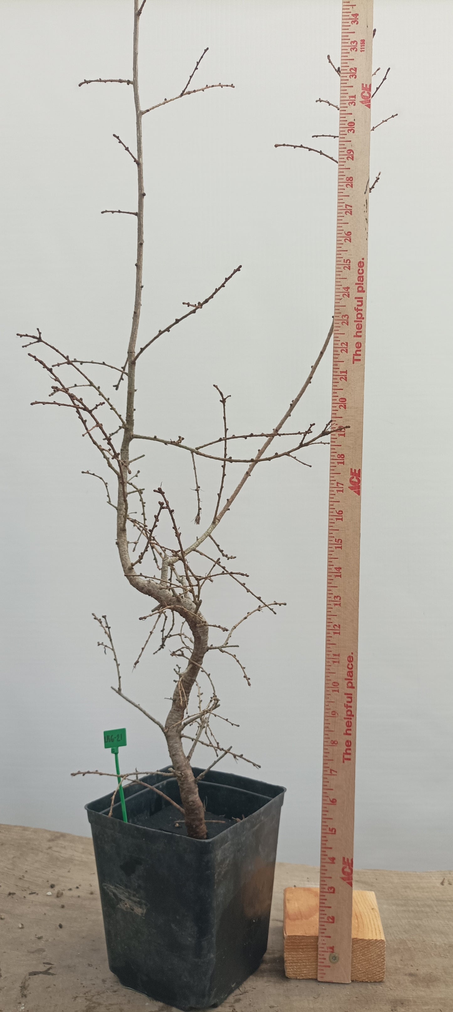 Japanese Larch in an 6" pot (LK6-21)