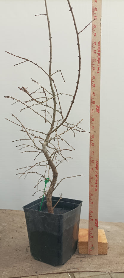 Japanese Larch in an 6" pot (LK6-21)