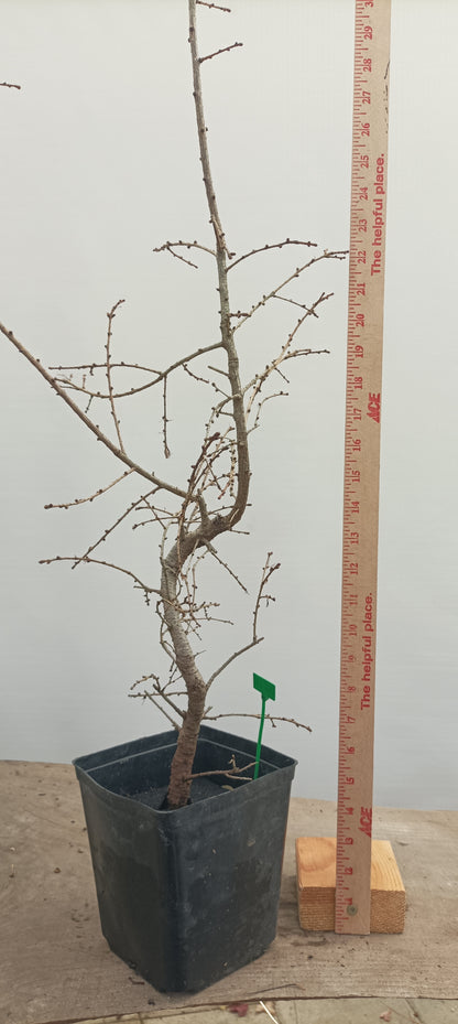 Japanese Larch in an 6" pot (LK6-21)