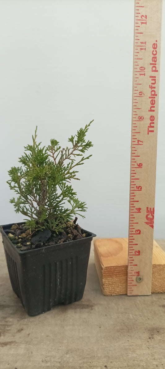 Itoigawa juniper whips- 1 year old