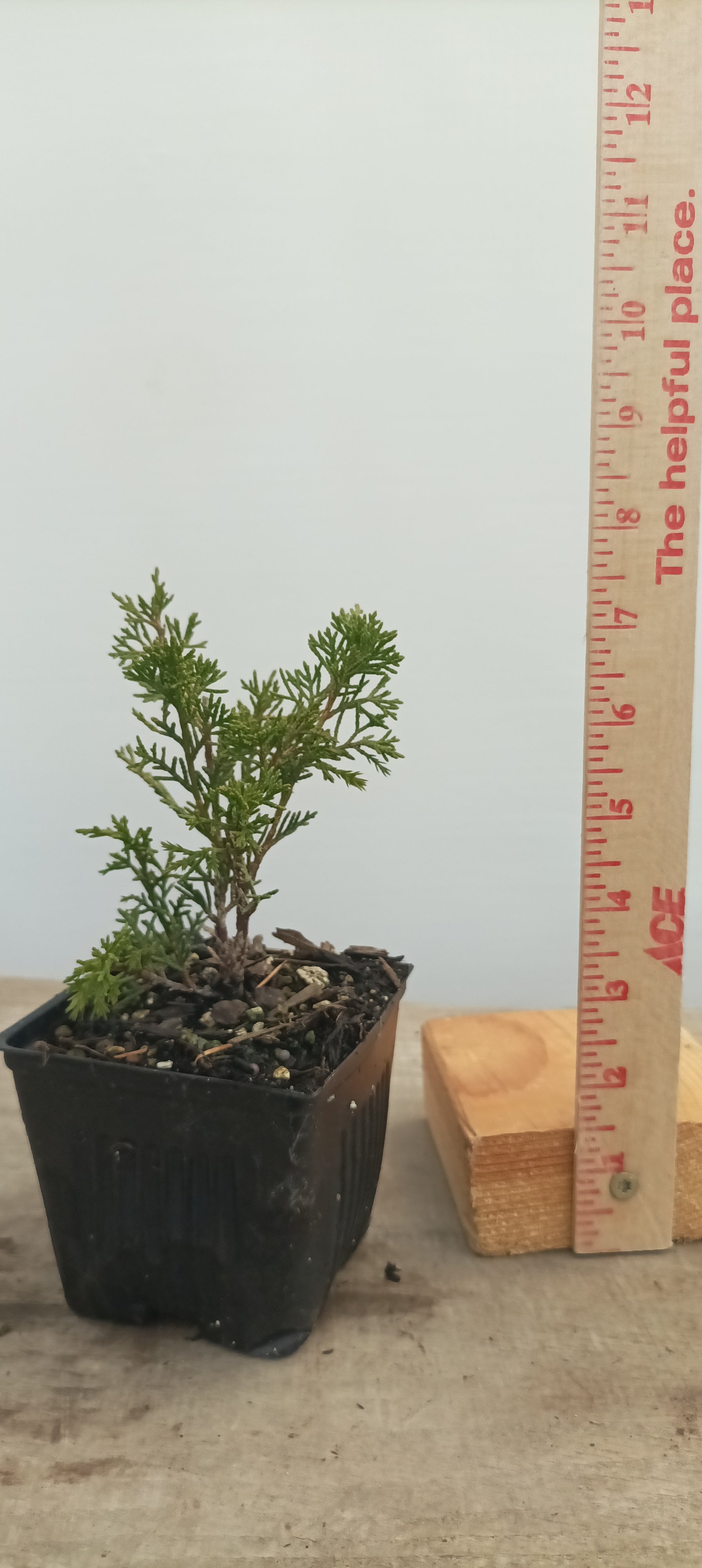 Itoigawa juniper whips- 1 year old – Left Coast Bonsai