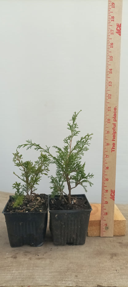 Itoigawa juniper whips- 1 year old