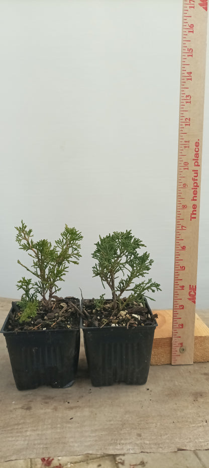 Kishu juniper whips- 1 year old