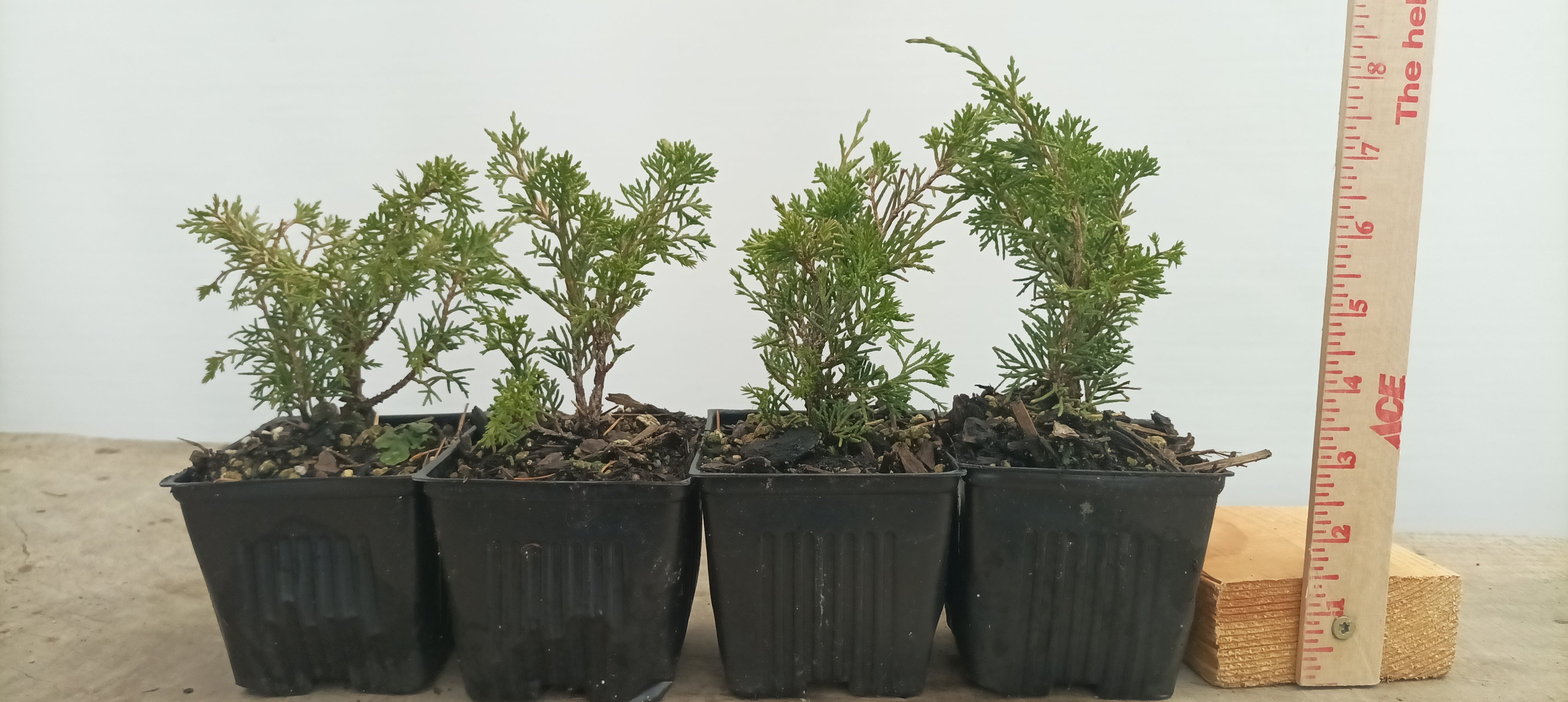 Itoigawa juniper whips- 1 year old – Left Coast Bonsai