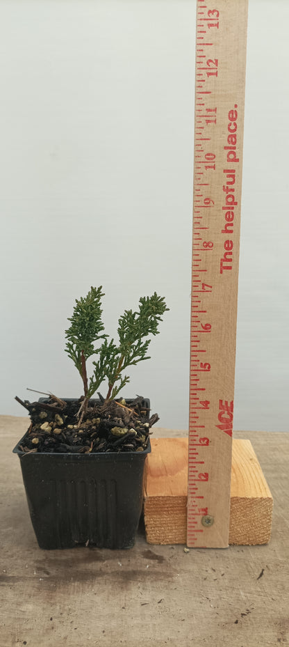 Kishu juniper whips- 1 year old