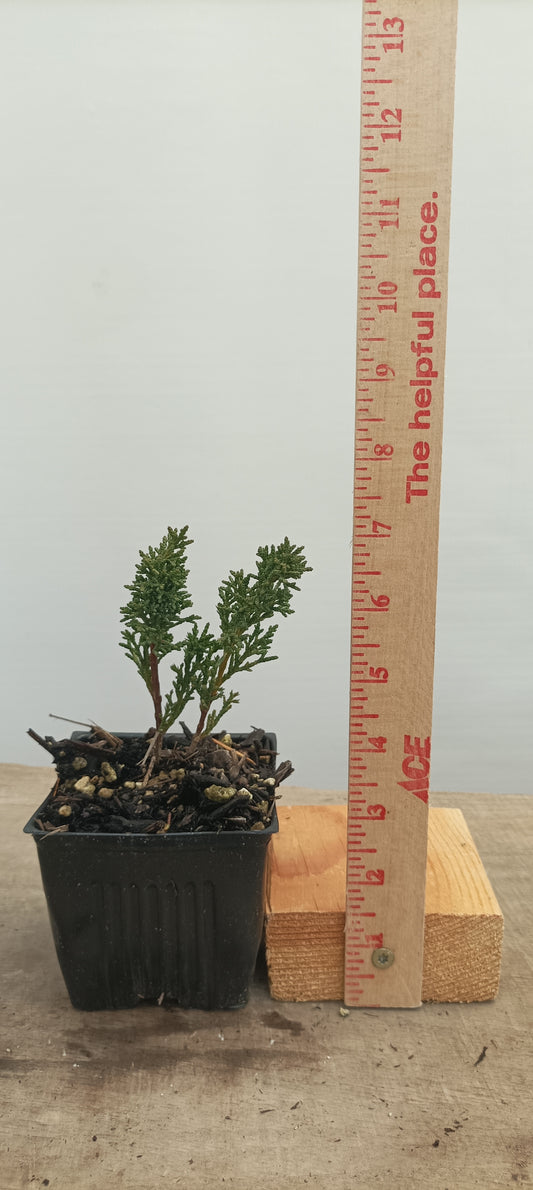 Kishu juniper whips- 1 year old