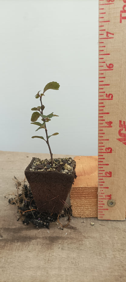 Chojubai-Red flower 1 year old cutting