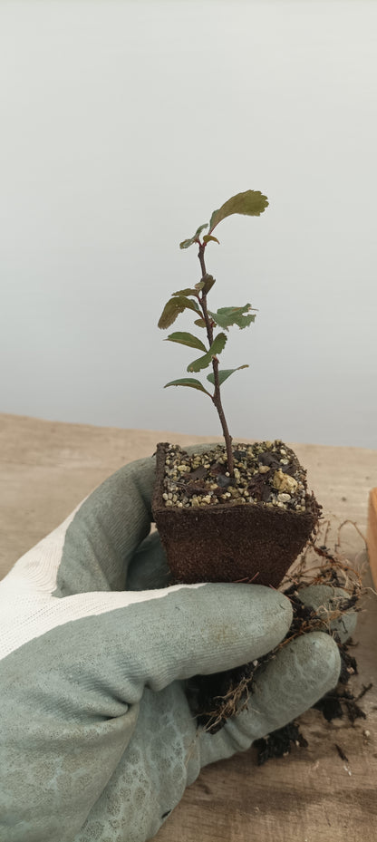 Chojubai-Red flower 1 year old cutting
