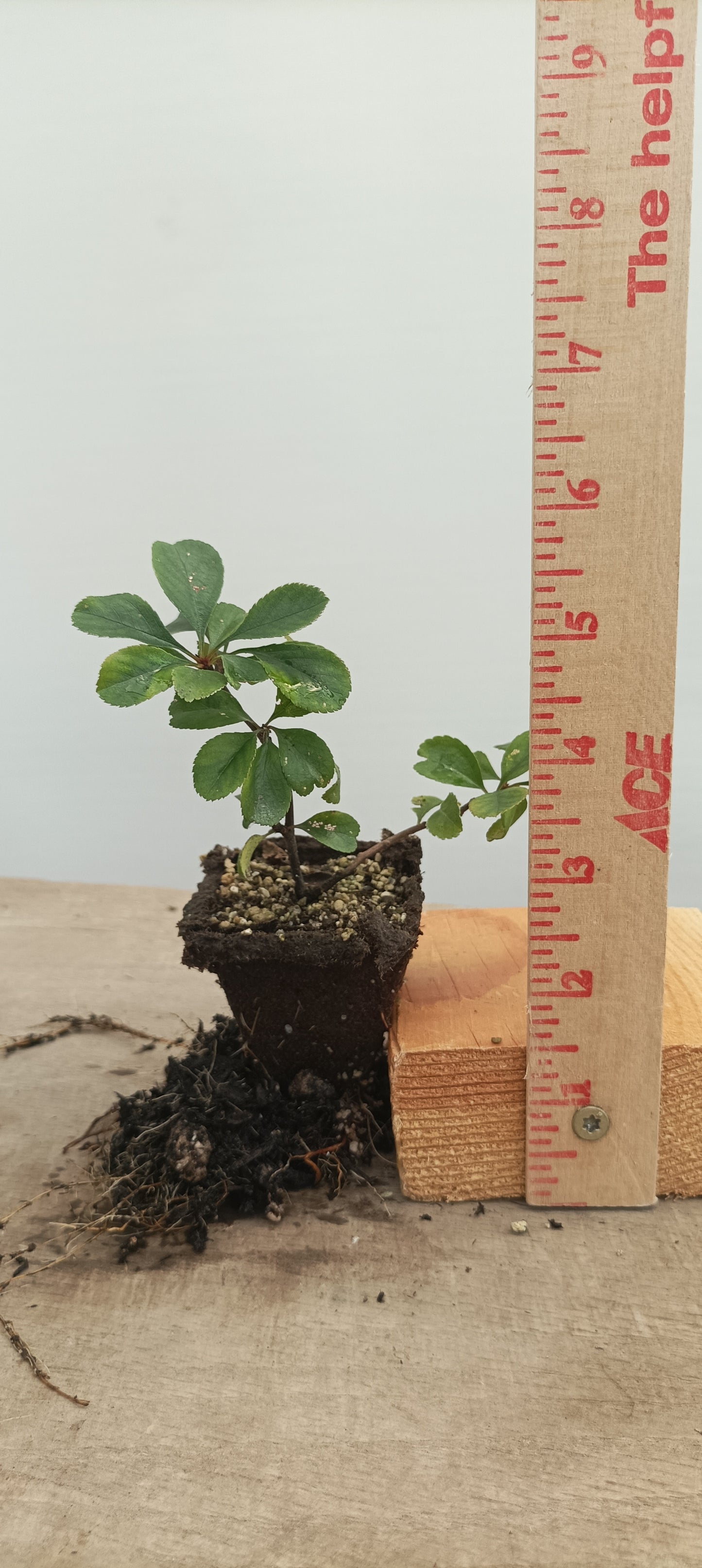 Chojubai-White flower 1 year old cutting