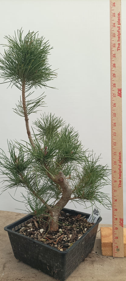 Scots Pine in an 8" Basket (PTB-26)