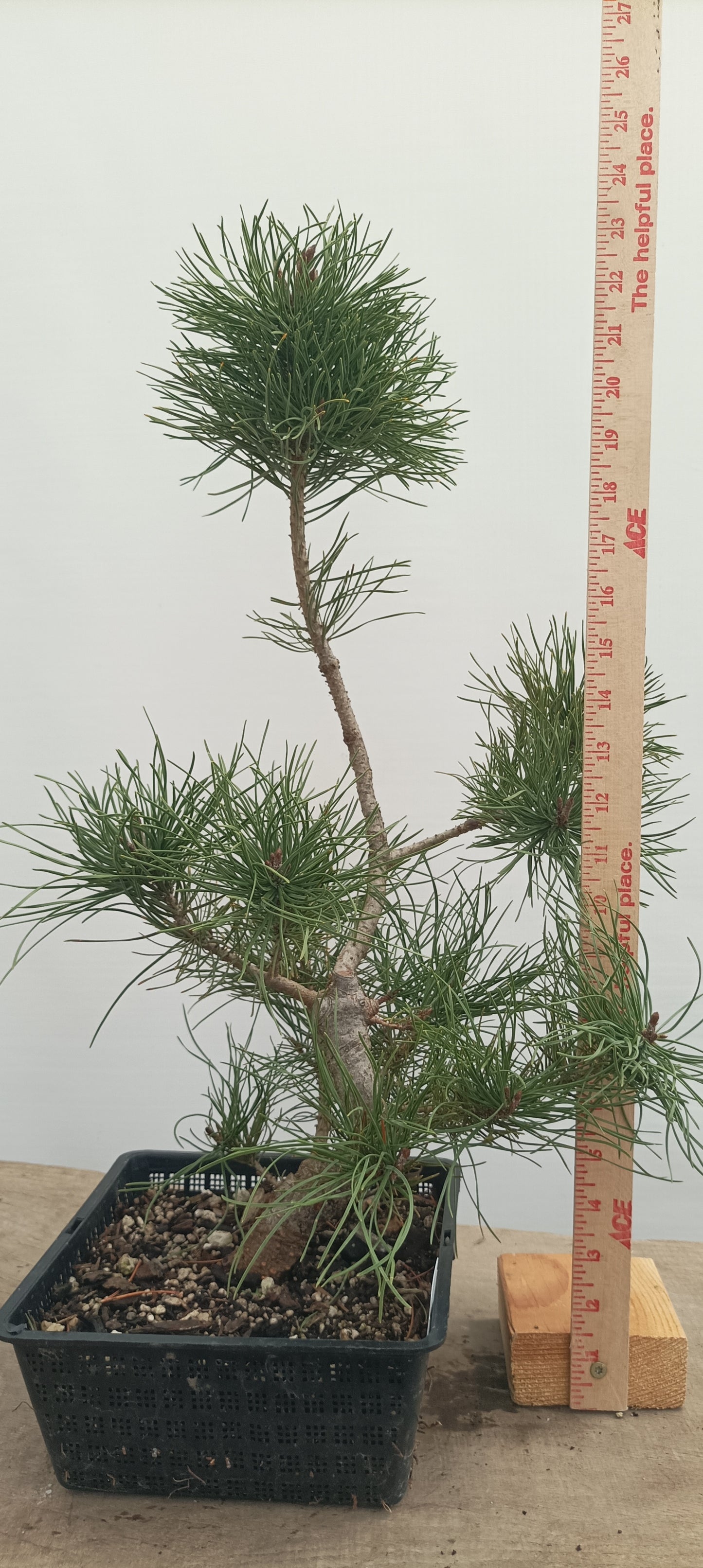 Scots Pine in an 8" Basket (PTB-26)