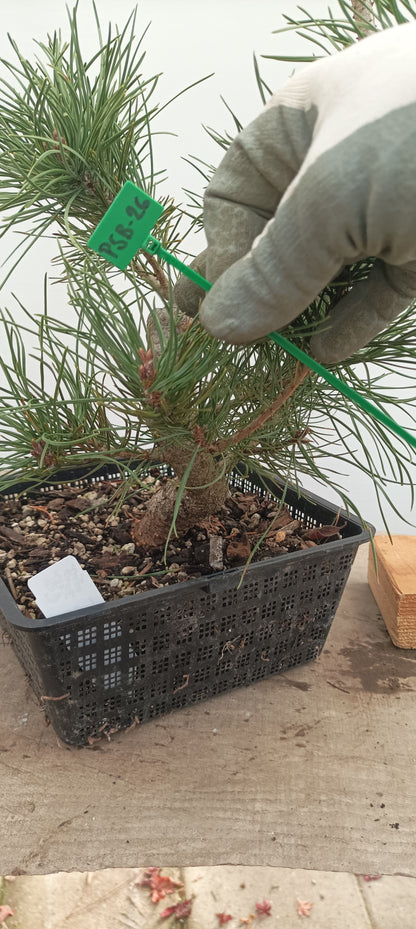 Scots Pine in an 8" Basket (PTB-26)