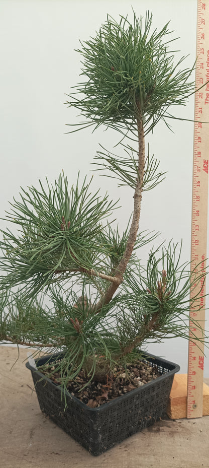 Scots Pine in an 8" Basket (PTB-26)