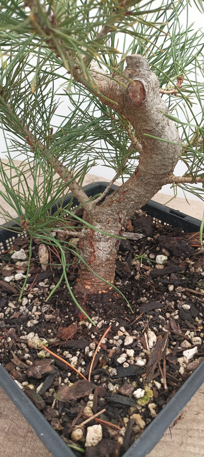 Scots Pine in an 8" Basket (PTB-26)