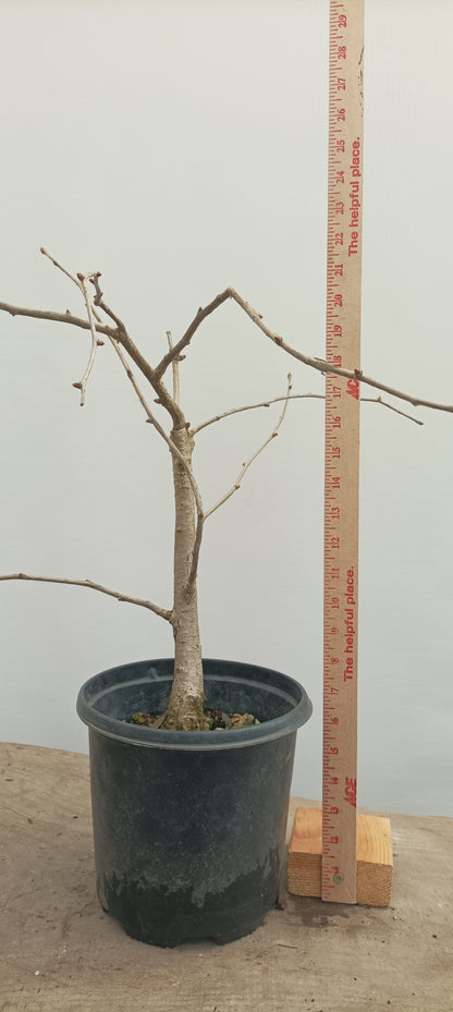 Ginkgo biloba in a gallon pot (GBG-21)