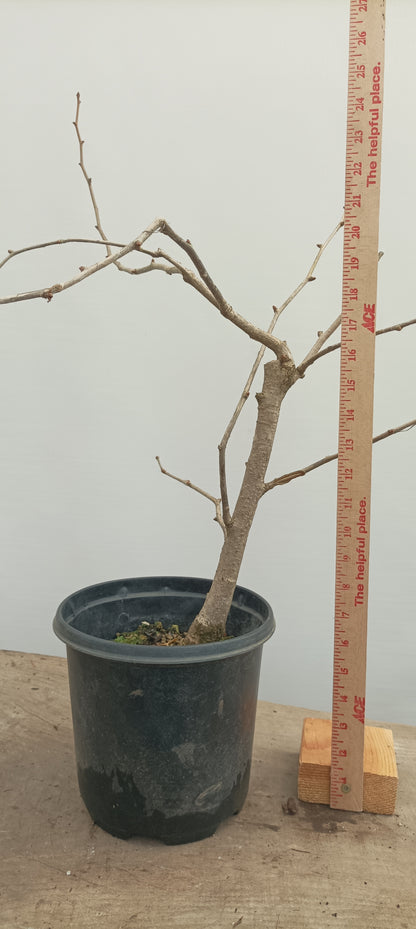 Ginkgo biloba in a gallon pot (GBG-21)