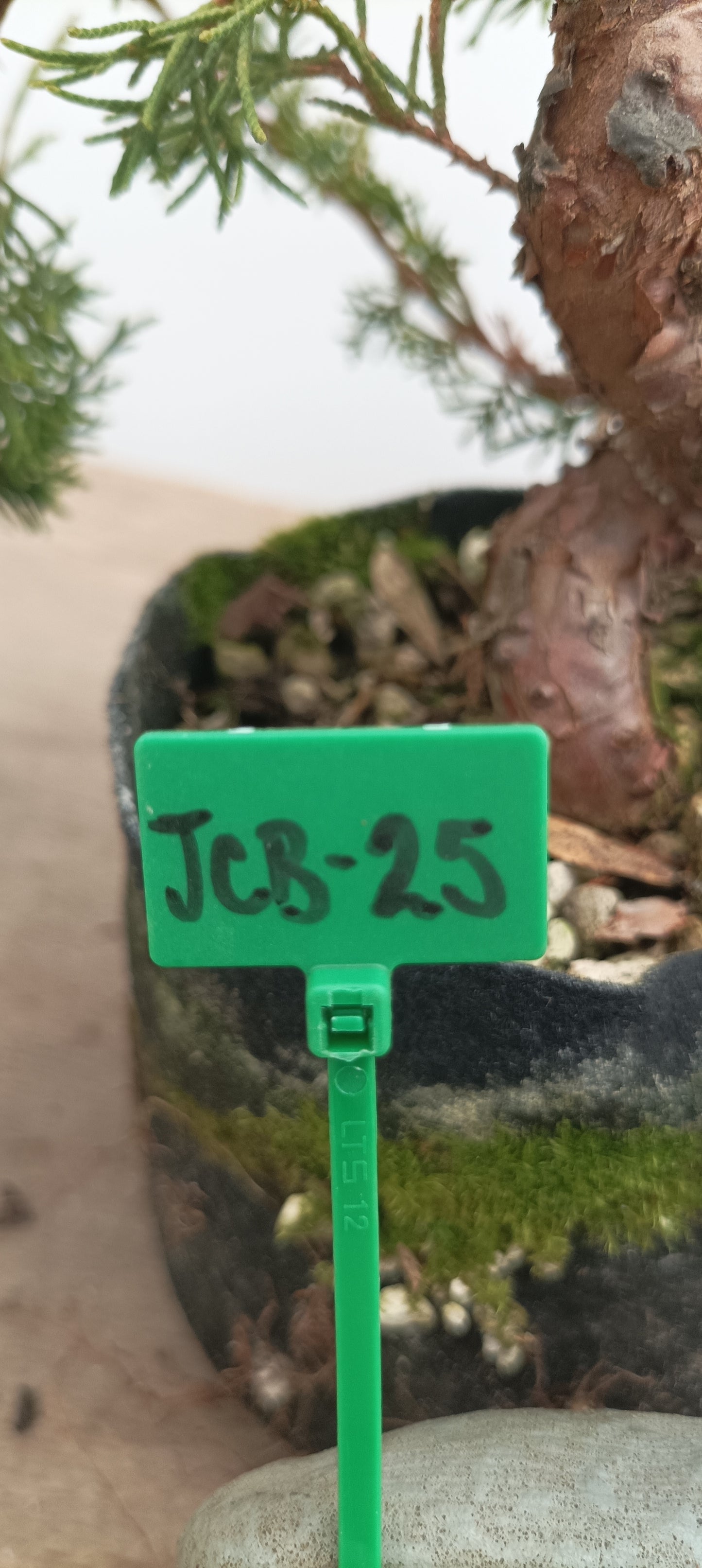 Itoigawa Juniper in an 5" grow bag (JCB-25)