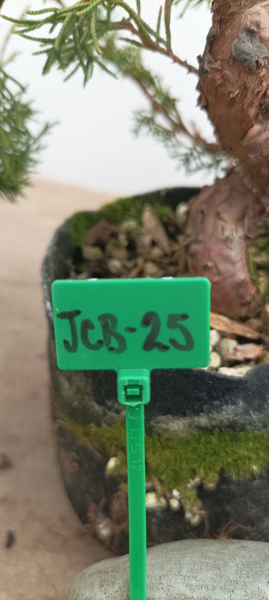 Itoigawa Juniper in an 5" grow bag (JCB-25)