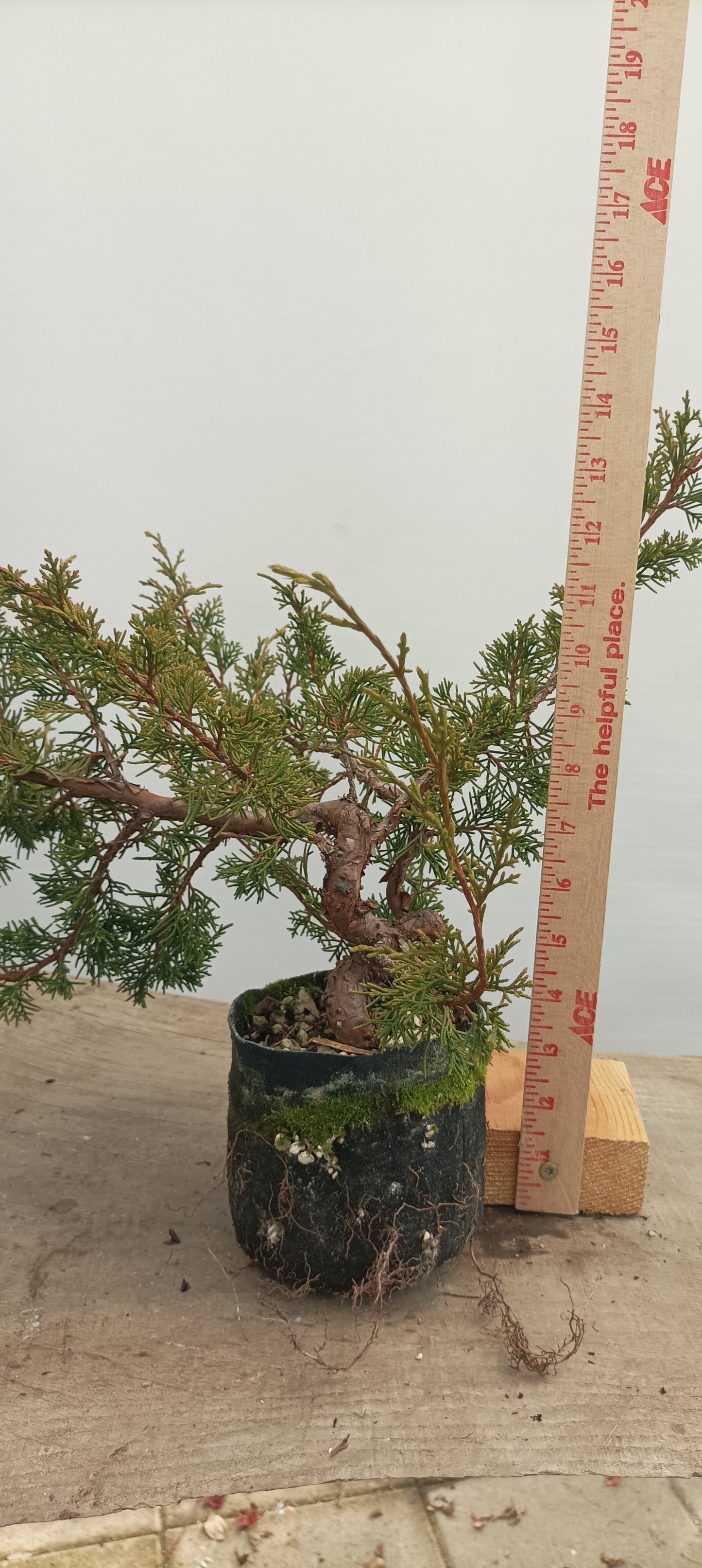 Itoigawa Juniper in an 5" grow bag (JCB-25)