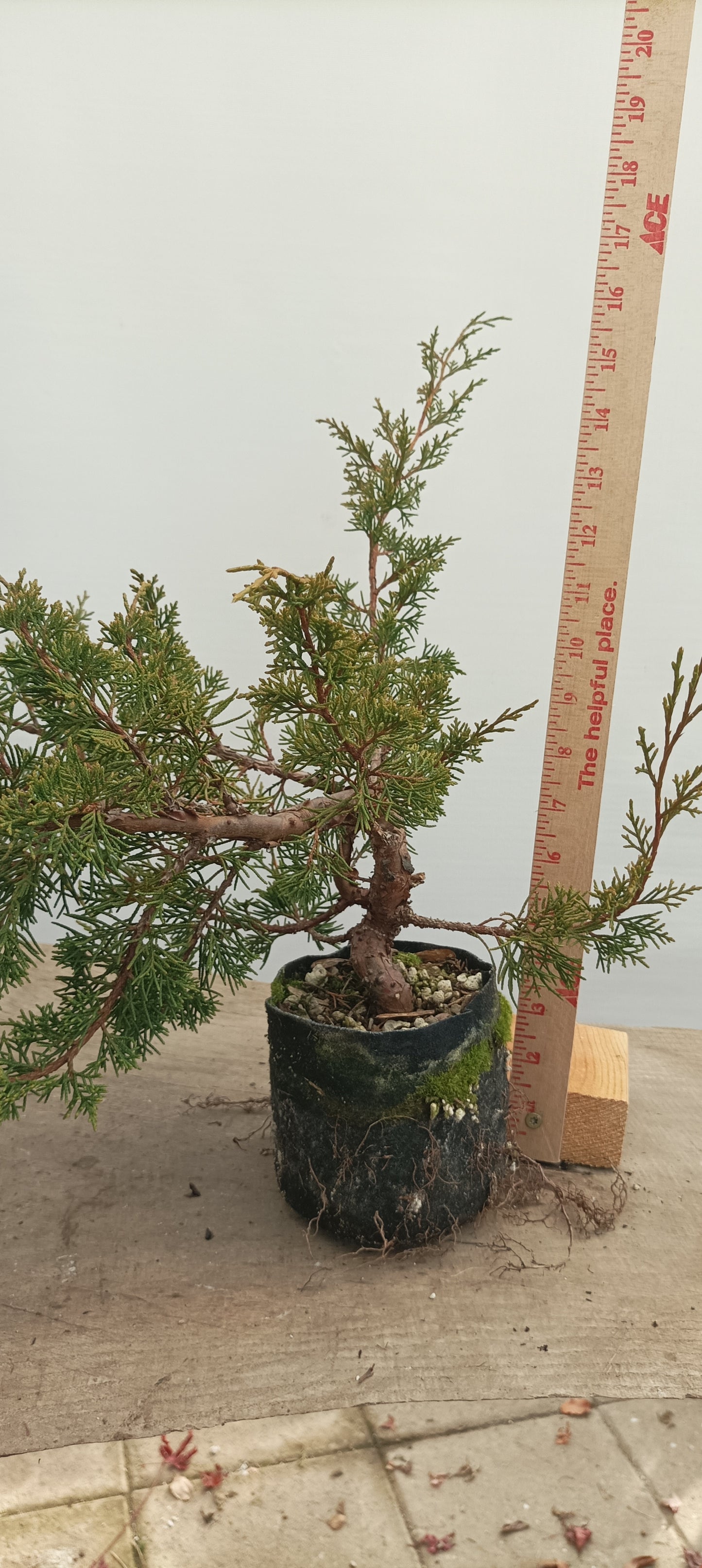 Itoigawa Juniper in an 5" grow bag (JCB-25)