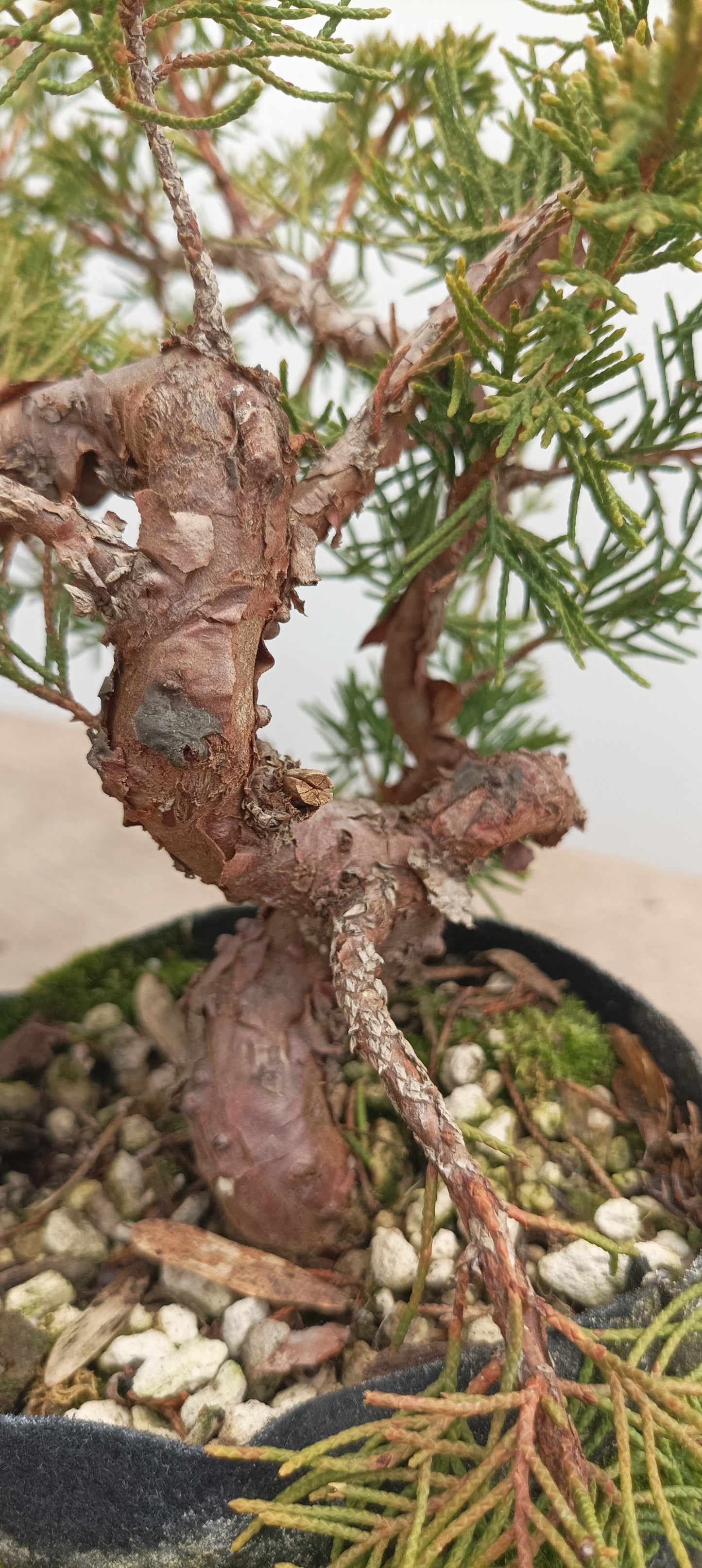 Itoigawa Juniper in an 5" grow bag (JCB-25)