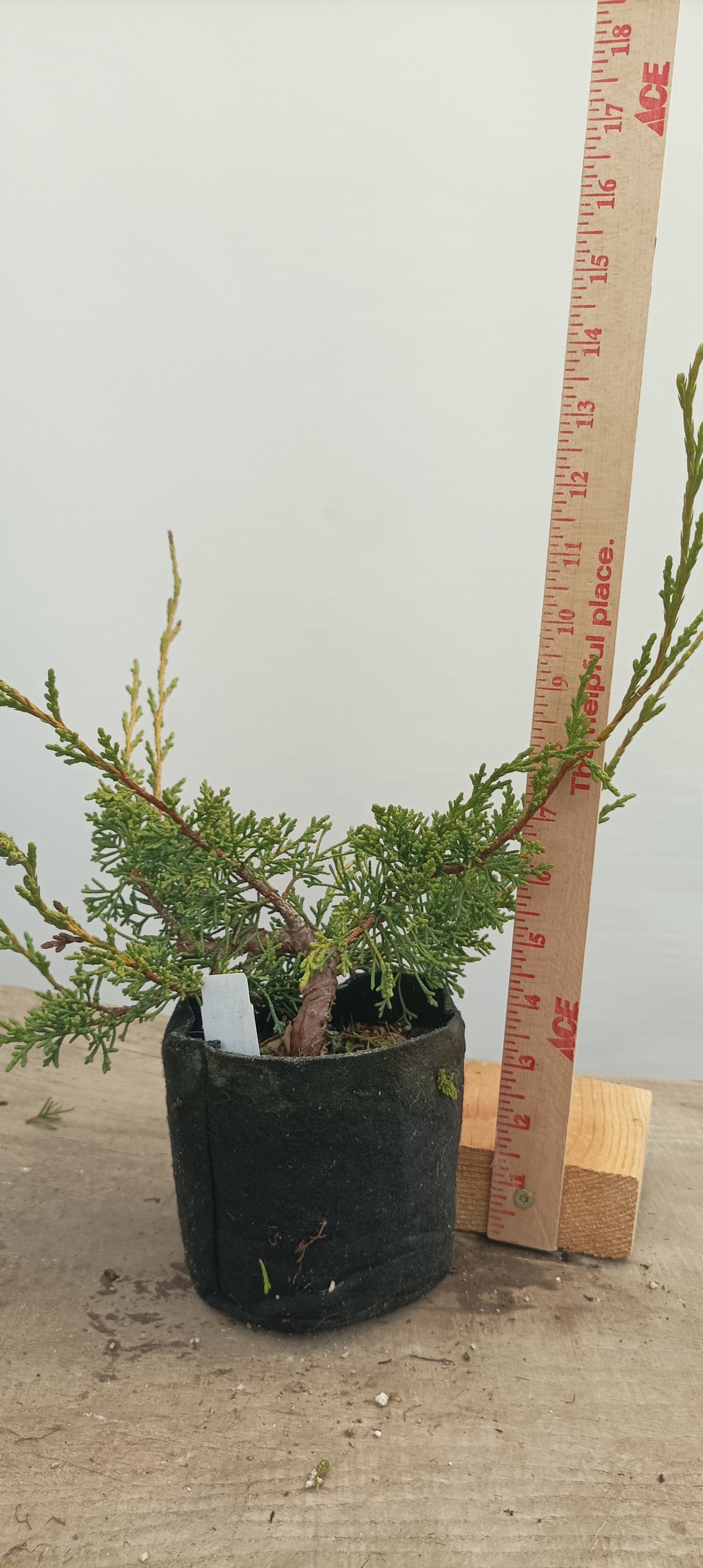 Itoigawa Juniper in an 5" grow bag (JCB-24)