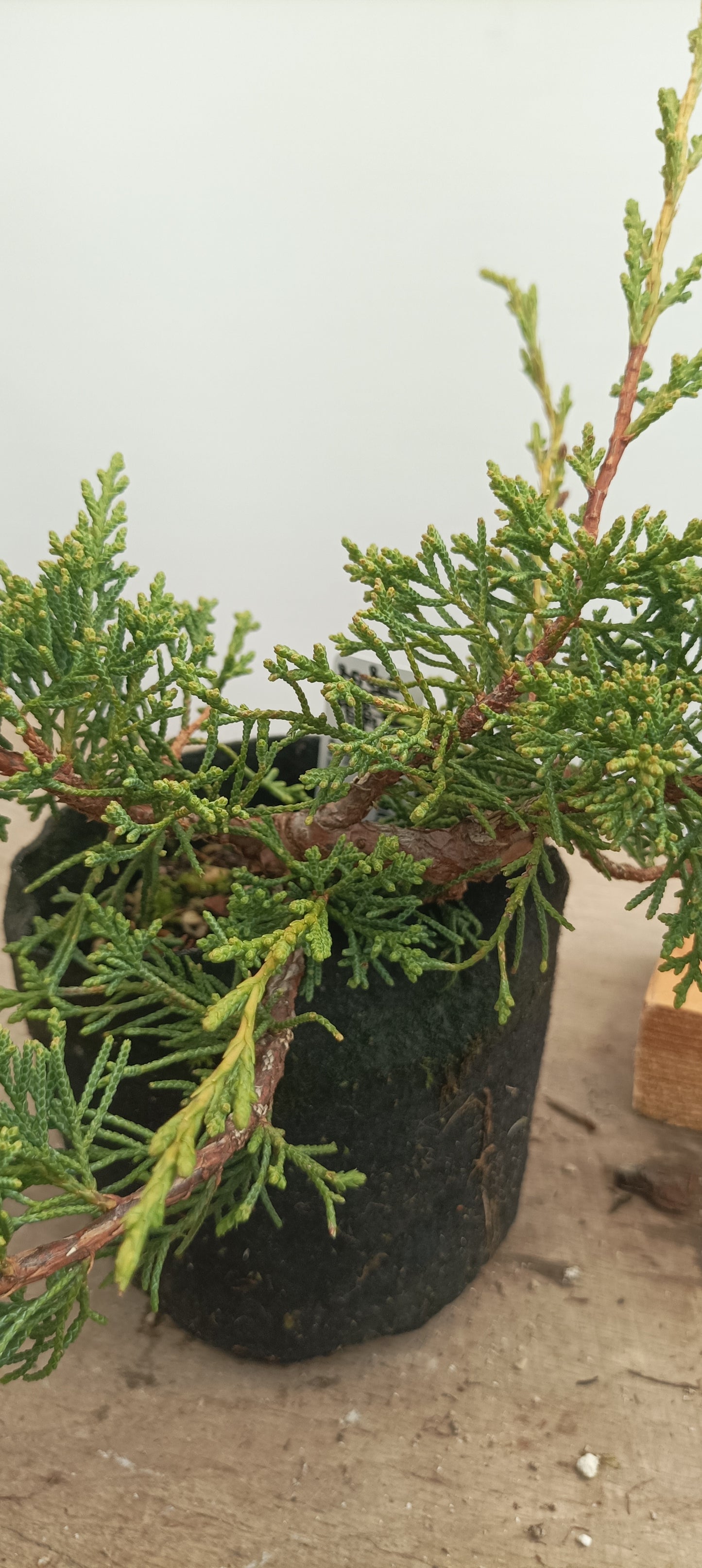 Itoigawa Juniper in an 5" grow bag (JCB-24)