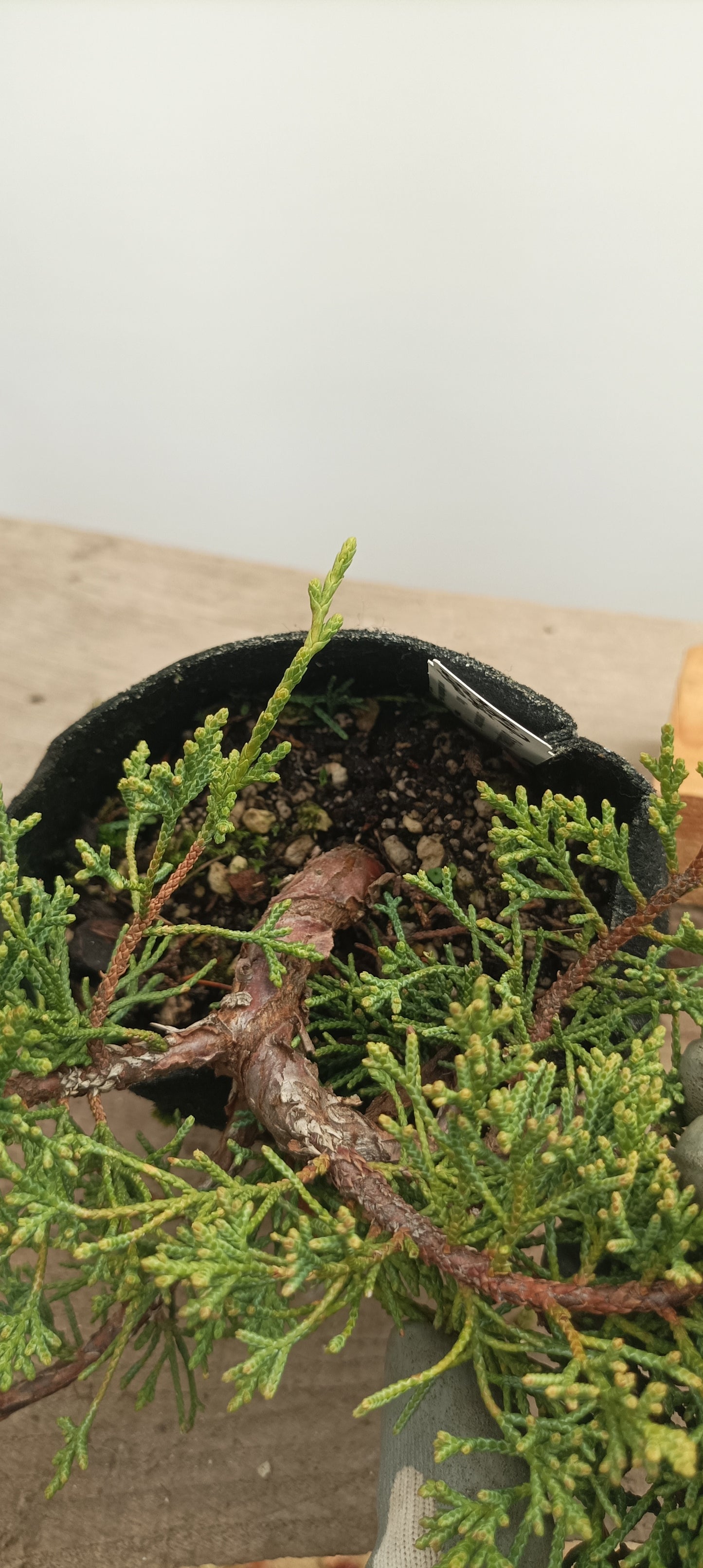 Itoigawa Juniper in an 5" grow bag (JCB-24)