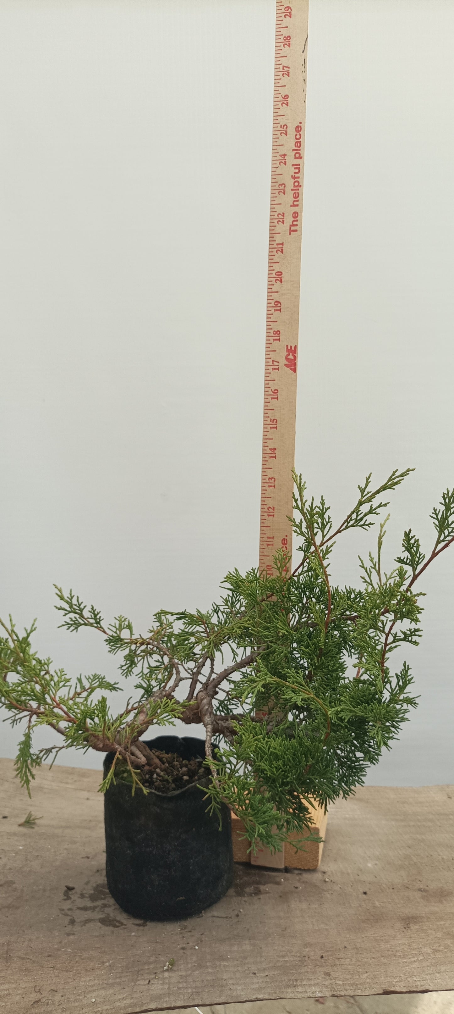 Itoigawa Juniper in an 5" grow bag (JCB-23)