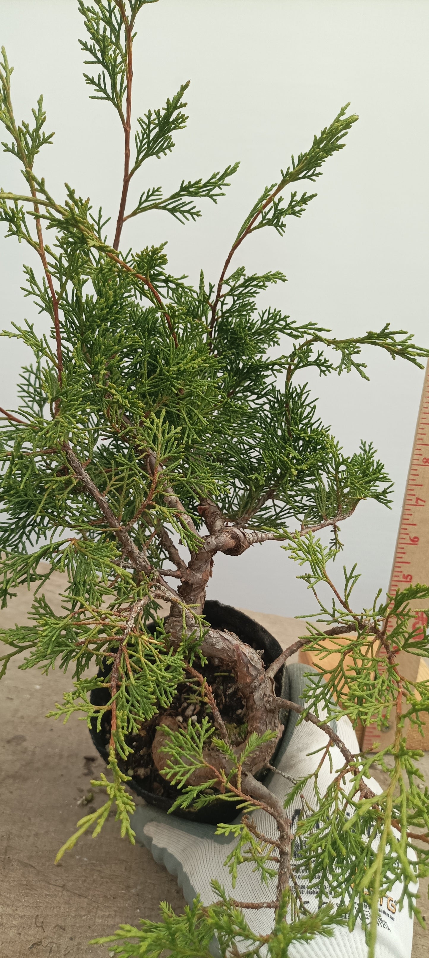 Itoigawa Juniper in an 5" grow bag (JCB-23)