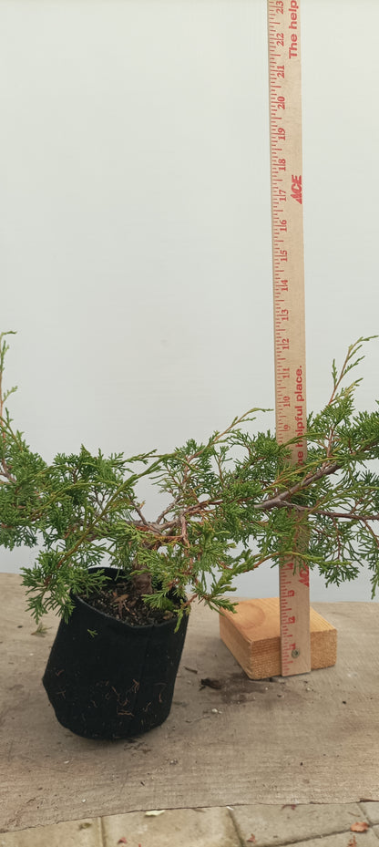 Itoigawa Juniper in an 5" grow bag (JCB-26)