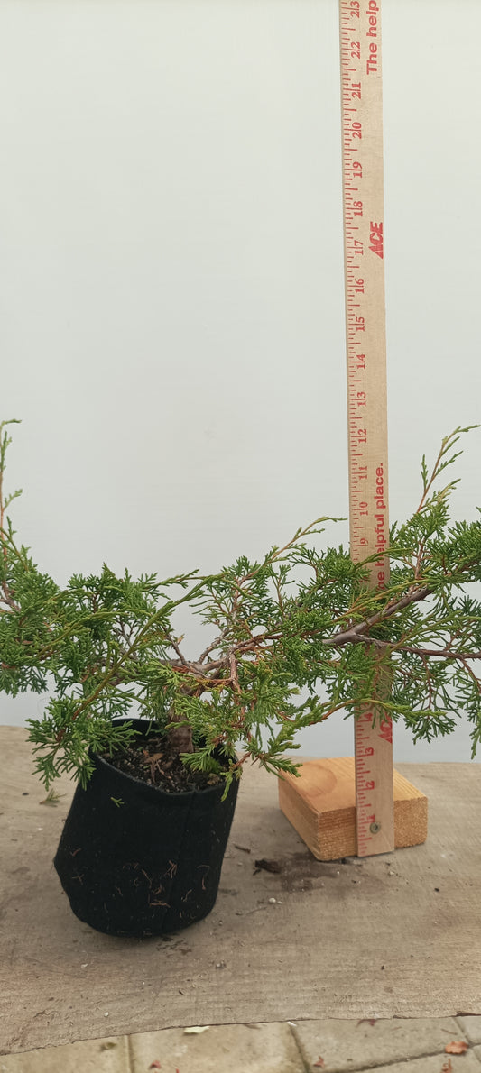 Itoigawa Juniper in an 5" grow bag (JCB-26)
