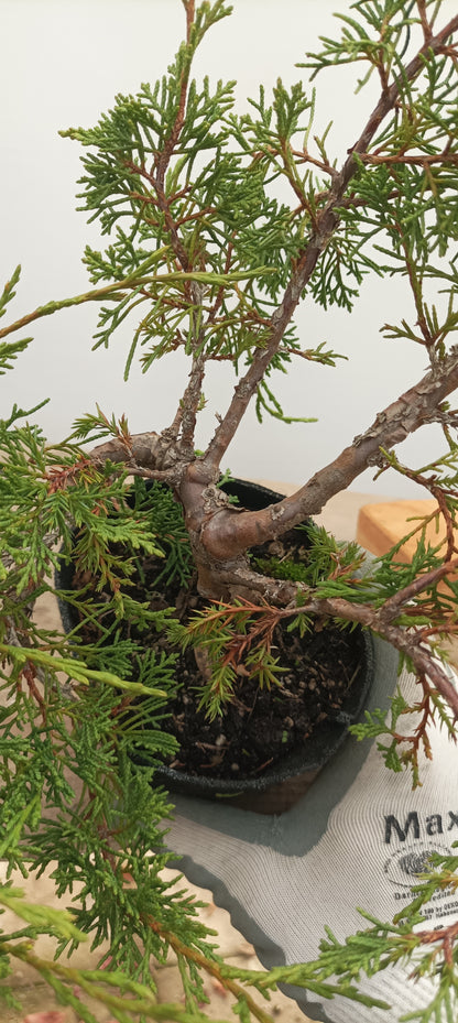 Itoigawa Juniper in an 5" grow bag (JCB-26)
