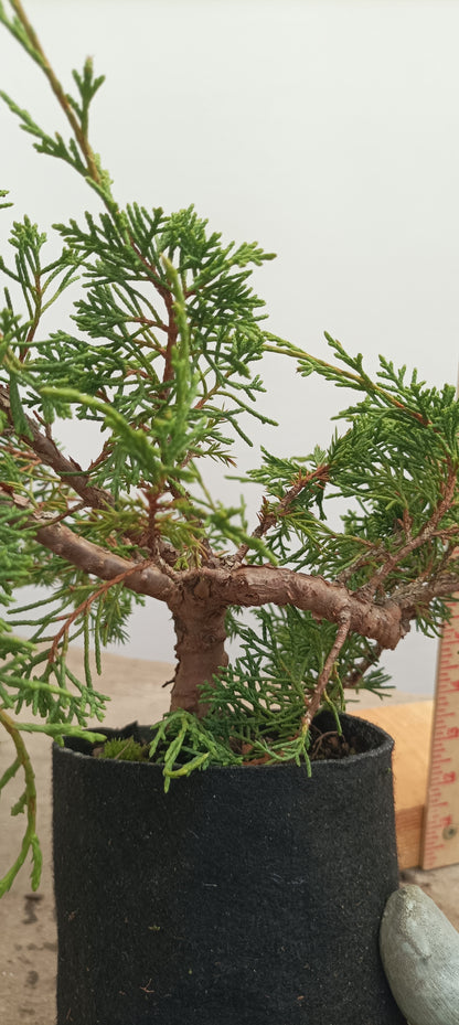Itoigawa Juniper in an 5" grow bag (JCB-26)