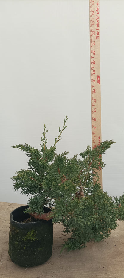 Kishu Juniper in an 5" grow bag (JCB-28)
