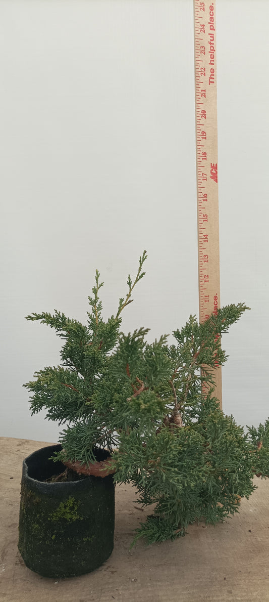 Kishu Juniper in an 5" grow bag (JCB-28)