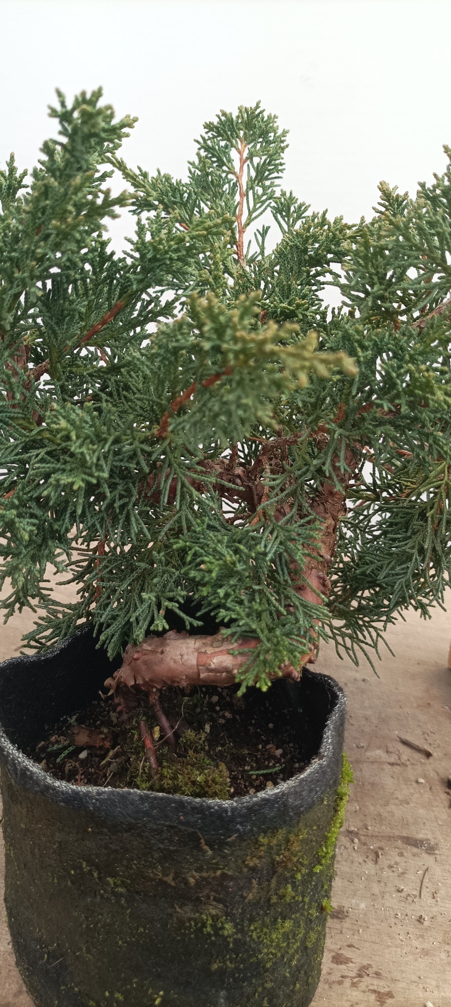 Kishu Juniper in an 5" grow bag (JCB-28)