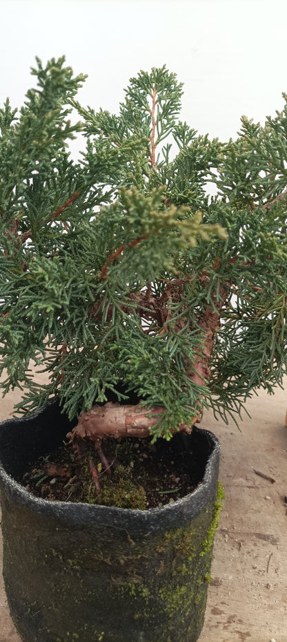 Kishu Juniper in an 5" grow bag (JCB-28)