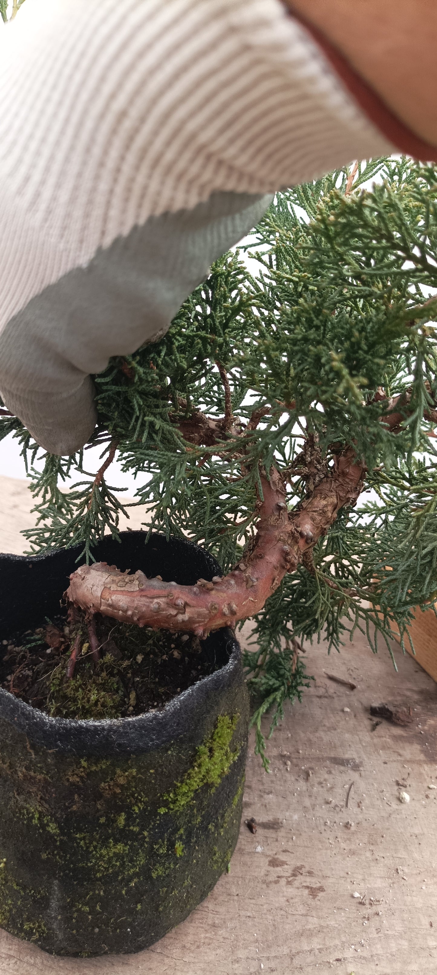 Kishu Juniper in an 5" grow bag (JCB-28)