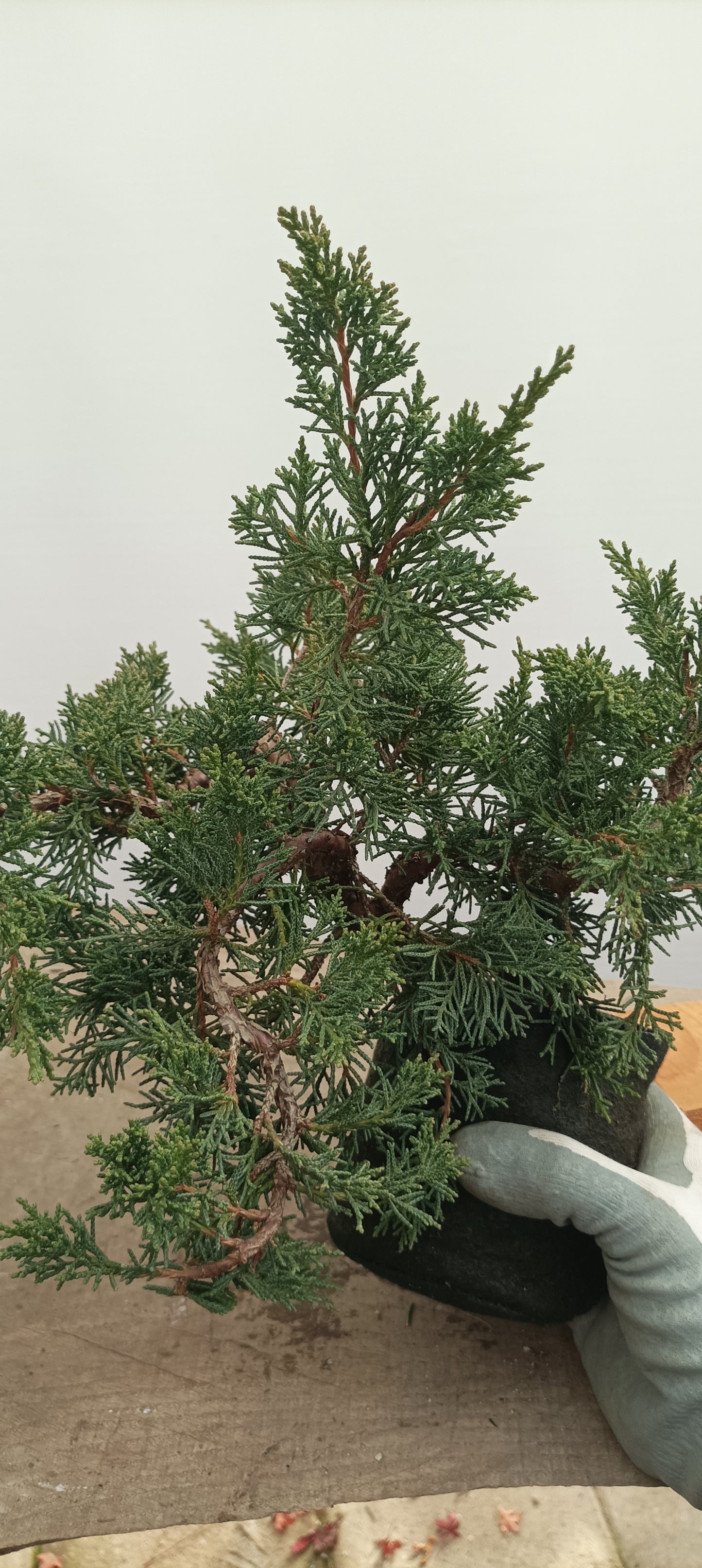 Kishu Juniper in an 5" grow bag (JCB-28)