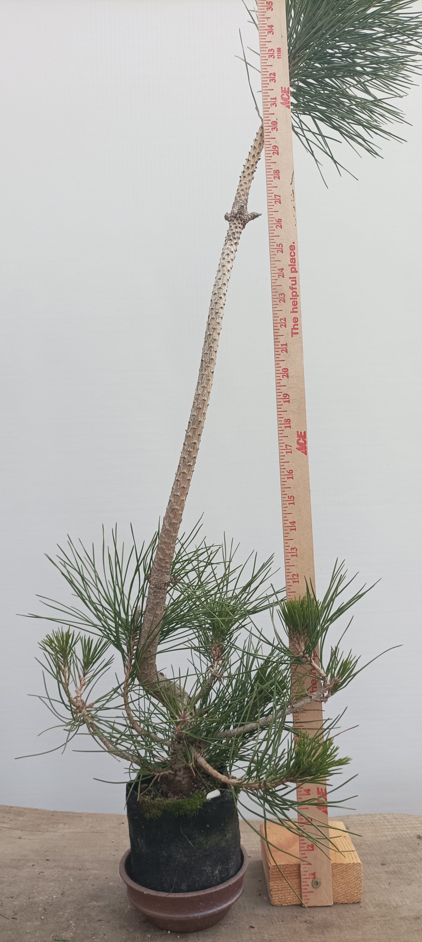 Japanese Black Pine in 6" grow bag (PTB-28)