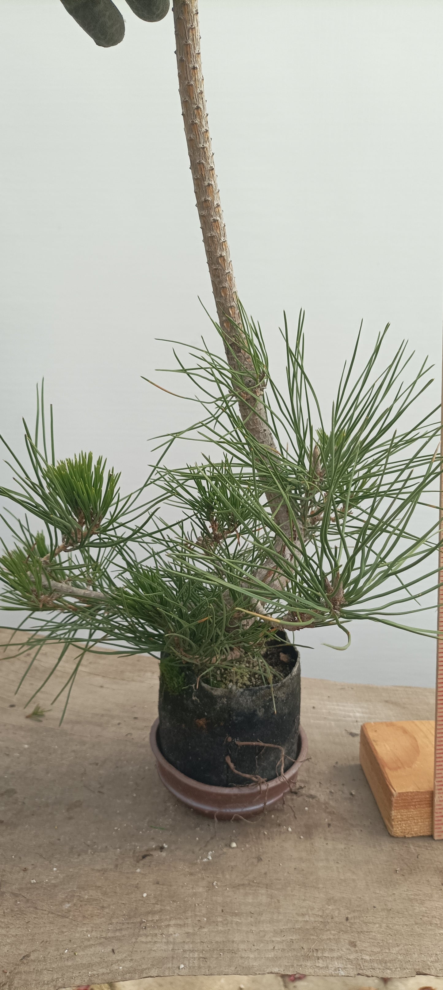 Japanese Black Pine in 6" grow bag (PTB-28)