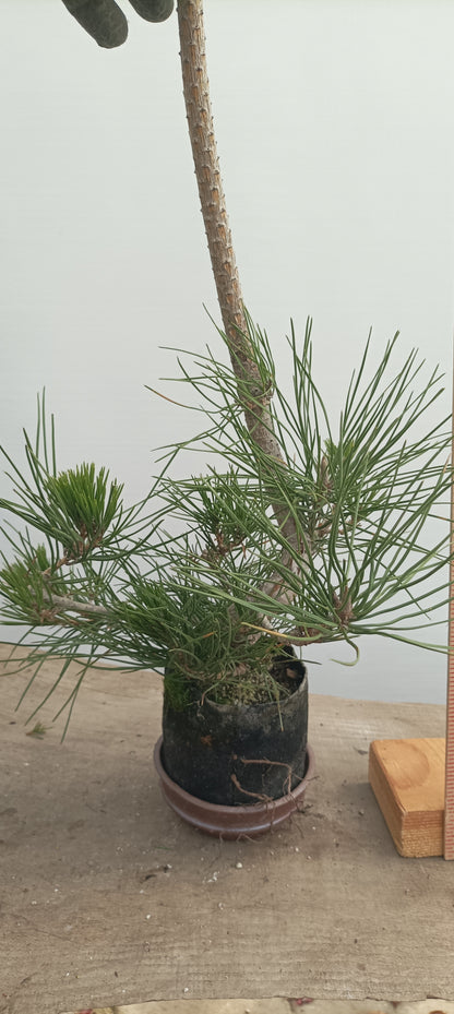 Japanese Black Pine in 6" grow bag (PTB-28)