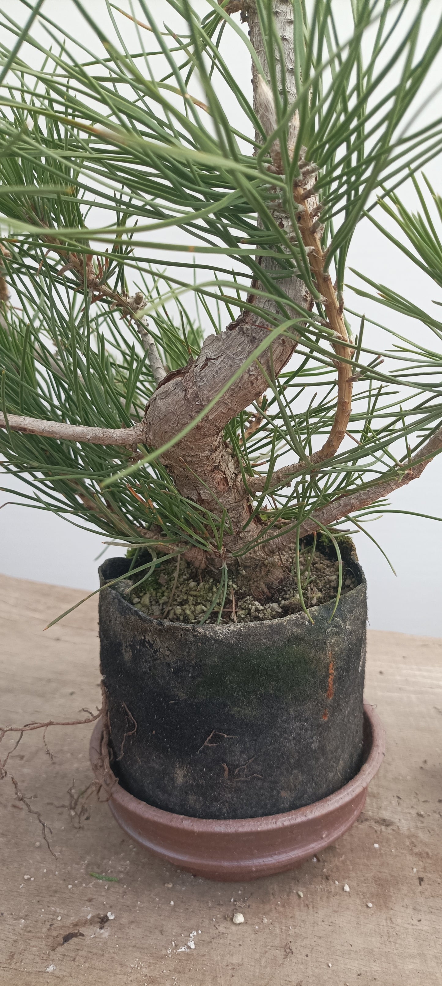 Japanese Black Pine in 6" grow bag (PTB-28)