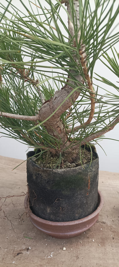 Japanese Black Pine in 6" grow bag (PTB-28)