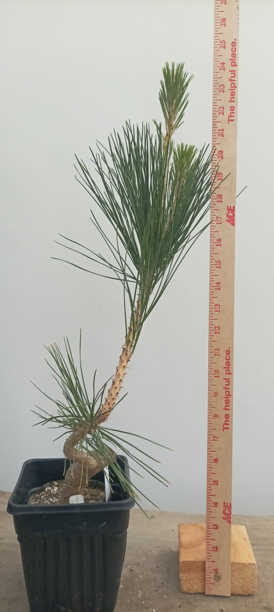 Japanese Black Pine in 6" grow bag (PTB-30)