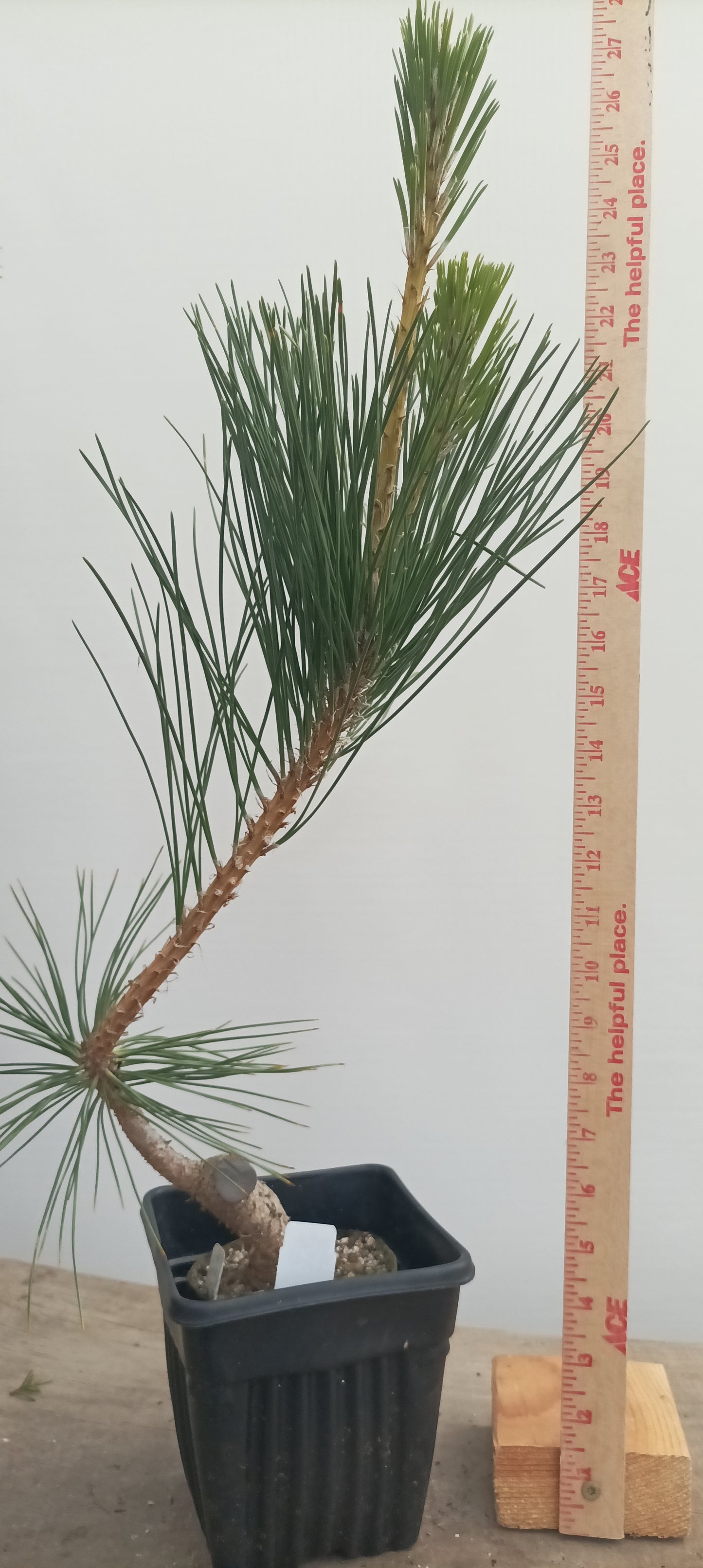 Japanese Black Pine in 6" grow bag (PTB-30)