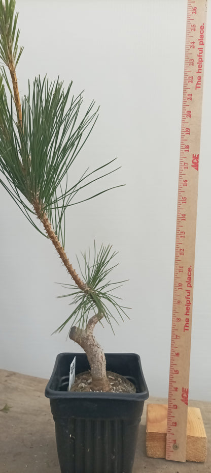 Japanese Black Pine in 6" grow bag (PTB-30)