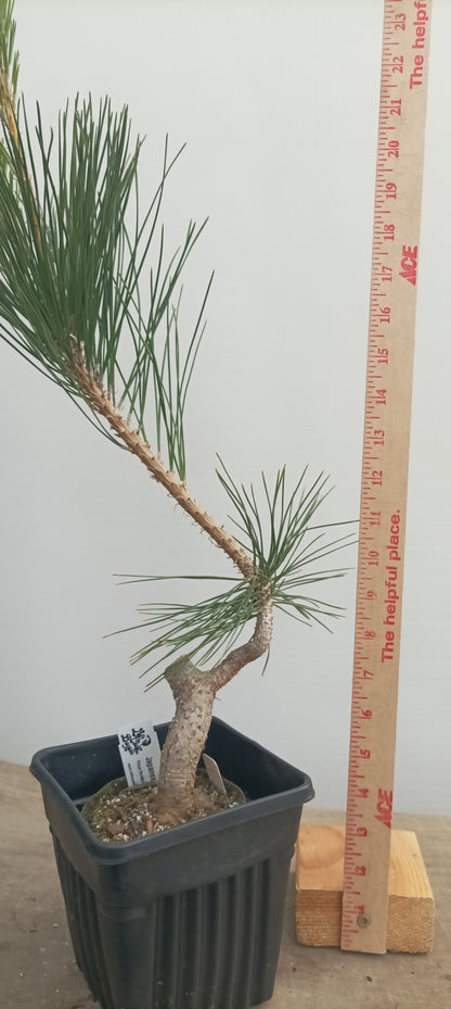 Japanese Black Pine in 6" grow bag (PTB-30)